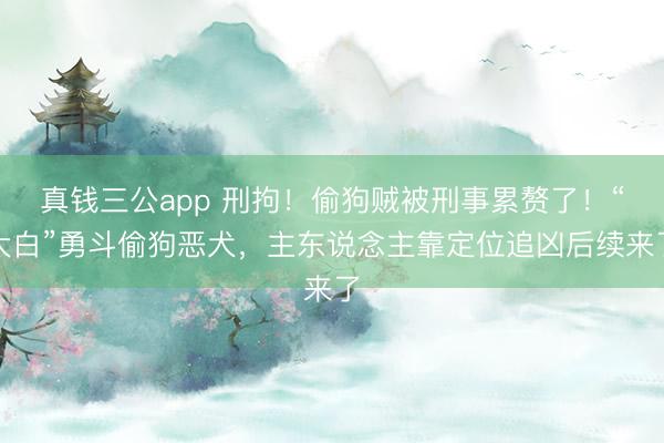 真钱三公app 刑拘！偷狗贼被刑事累赘了！“大白”勇斗偷狗恶犬，主东说念主靠定位追凶后续来了